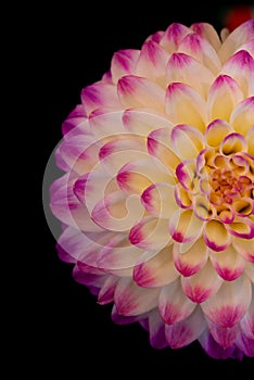 Hypnotic dahlia