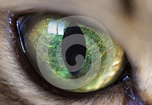 Hypnotic Green Cat`s Eye