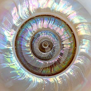 Hypnotic Iridescent Spiral Shell Macro