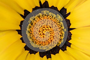 Hypnotic yellow daisy