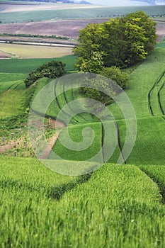 Hypnotizing Beauty Of Moravian Fields In The Czech Republic