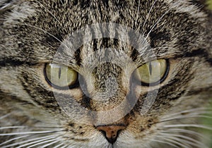 Hypnotizing by cat`s eyes