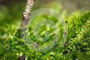 Hypnum cupressiforme (Hypnum moss or Cypress-leaved Plait-moss) green still life photo