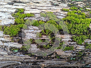 Hypnum cupressiforme (pine moss) growing on trees 3