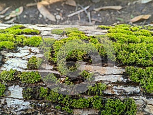 Hypnum cupressiforme (pine moss) growing on trees 2