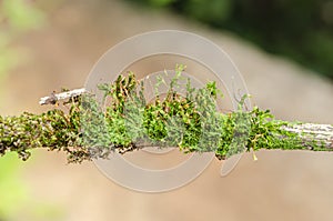 Hypnum Curvifolium Moss On A Stick