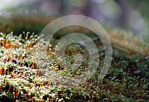 Hypnum cypress is the most common type of moss in the forest photo