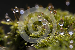 Hypnum moss cypress with dew in the forest, close-up, bokeh photo