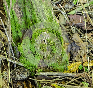 Hypnum Moss Growing At the Foot Of An Old Post