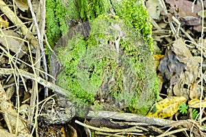 Hypnum Moss Growing At the Foot Of An Old Post