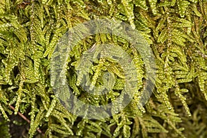Hypnum sheet moss on log at Mud Pond, New Hampshire. photo