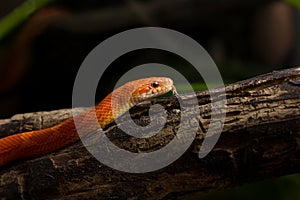 Hypo bloodred corn snake