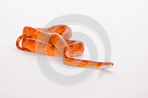 Hypo bloodred corn snake photo