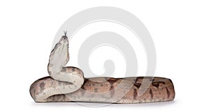 Hypo Boa Constrictor snake on white photo