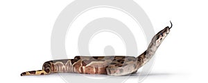 Hypo Boa Constrictor snake on white photo