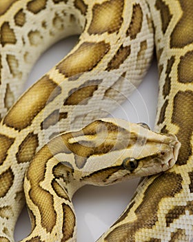 Hypo Burmese Python