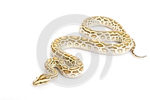 Hypo Burmese Python ( photo