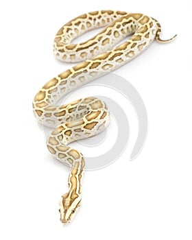 Hypo Burmese Python (