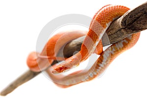 Hypo fire corn snake