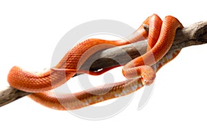 Hypo fire corn snake