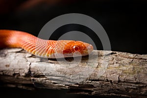 Hypo fire corn snake