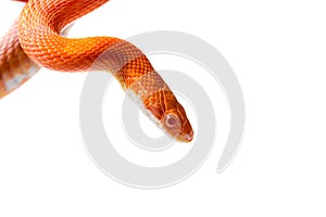 Hypo fire corn snake