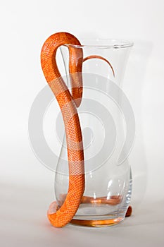 Hypo fire corn snake