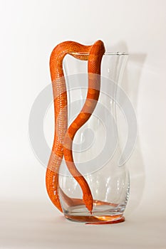 Hypo fire corn snake