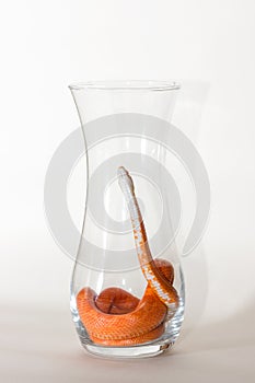 Hypo fire corn snake photo