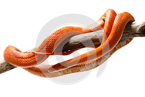 Hypo fire corn snake photo