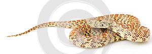 Hypo Florida Kingsnake