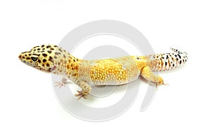 Hypo Tangerine Carrot Tail Leopard Gecko 01