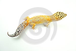 Hypo Tangerine Carrot Tail Leopard Gecko 02
