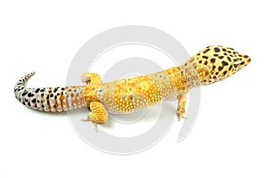 Hypo Tangerine Carrot Tail Leopard Gecko 03
