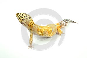 Hypo Tangerine Carrot Tail Leopard Gecko 05