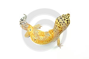 Hypo Tangerine Carrot Tail Leopard Gecko 06