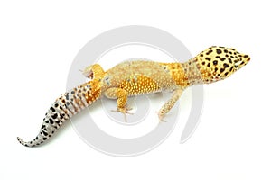 Hypo Tangerine Carrot Tail Leopard Gecko 07