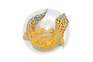 Hypo Tangerine Carrot Tail Leopard Gecko 10 photo
