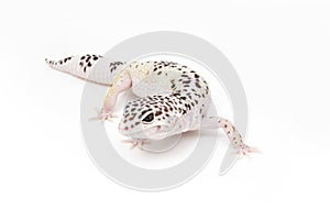 Hypo TUG Snow Leopard Gecko photo