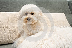 hypoallergenic poodle puppy dog sitting on sofa furniture at home interior