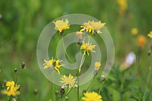 Hypochaeris radicata