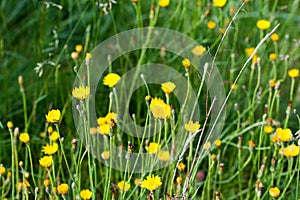 Hypochaeris radicata, catsear yellow flowers closeup selective focus