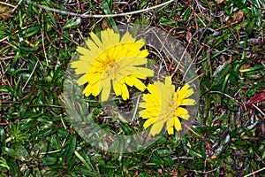 Hypochaeris sessiliflora is a terrestrial herb of high Andean forest to high altitude páramo