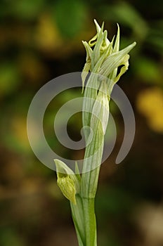 Hypochromic Small-flowered Tongue Orchid - Serapias parviflora photo