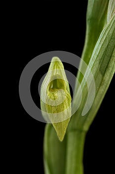 Hypochromic Tongue Orchid isolated - Serapias parviflora