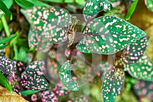 Hypoestes phyllostachya with pink spotted leaves, polka dot plant