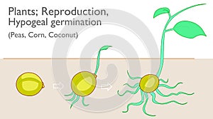 Hypogeal germination. Vegetative propagation stages. Examples plants, Peas Corn Coconut growth, development reproductive system. G photo