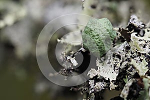 Hypogymnia lichen on a tree branch