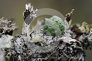 Hypogymnia lichen on a tree branch