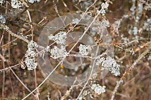 Hypogymnia physodes on apple tree